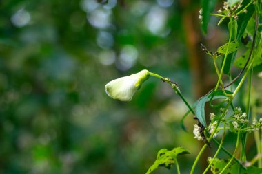 Fasulye çiçekleri küçük, narin ve kelebek şeklinde olup Fabaceae ailesine aittir. Kümeler halinde büyür ve beyaz, pembe, mor ya da kırmızı renkte gelirler.
