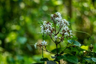 Bhaat, Hill Glory Bower, Bitter Stick, Wild Guava. Gösterişli, pembemsi, uzun, çıkıntılı pullu. Deri hastalıklarının tedavisinde kullanılan Ayurvedic Tıp
