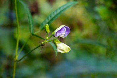 Fasulye çiçekleri küçük, narin ve kelebek şeklinde olup Fabaceae ailesine aittir. Kümeler halinde büyür ve beyaz, pembe, mor renkte gelirler.