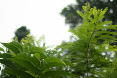 Kremalı elma Annona squamosa yaprakları ince, uzamış ve düz kenarlı mızraktır. Parlak yeşil, hafif parlak.