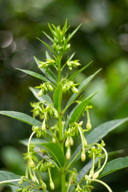 Yeşil cestrum cestrum parqui veya yeşil zehirli böğürtlen. Mızrak şeklinde, sarı yeşil boru çiçekleri ve olgunlaştığında siyaha dönen yeşil meyveler.