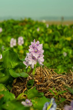 Su sümbülü Eichhornia crassipes, büyük, parlak yeşil yapraklar ve canlı lavanta veya mor çiçeklerin yer aldığı Güney Amerika 'ya özgü yüzen bir su bitkisidir.