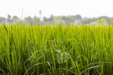 Yeşil, bereketli tarlalar, yemyeşil ekinlerle kaplıdır. Bereketli toprak canlı bitkilere ev sahipliği yapar ve güzelliği arttırır.