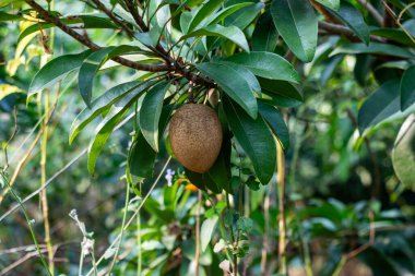 Sapodilla, Bilimsel Adı Manilkara Zapota. Chikoo, Sapota, Nispero. Tatlı, sulu bir meyve gibi. Vitamin ve Mineraller açısından zengin