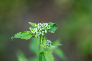 Chromolaena odorata, ya da Jack in the Bush, sindirimi desteklemek için kullanılır, hazımsızlık, şişkinlik ve mide rahatsızlığını gidermek için.