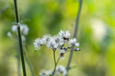 Çalı, Noel çalısı gibi çeşitli isimlerle bilinen Bush Kromolaena 'daki Jack, enfeksiyonların yok edilmesine ve iyileşmeye yardımcı olan alfa-pinene içerir.