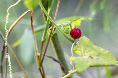 Madras bezelye kabağı, sert bryony, Mukkapiri, Bristly bryony, Mukia maderaspatana. Akçaağaç yaprağını andıran, 3 ila 5 köşeli yapraklarla solgun bir şekilde ayrılır.