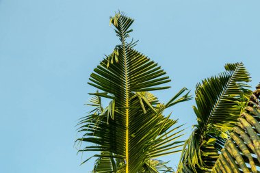 Hindistan cevizi yaprağı Cocos nucifera, hindistan cevizi palmiyesinin uzun, tüylü ve kavisli yaprağıdır.