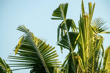 Hindistan cevizi yaprağı Cocos nucifera, hindistan cevizi palmiyesinin uzun, tüylü ve kavisli bir özelliğidir. Pürüzsüz ve esnek ama sağlam