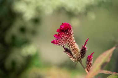 Horoz Çiçeği, genellikle horoz ibiği olarak bilinir. Adını, bir horozun tarağını andıran kendine özgü çiçek kafasından almıştır.