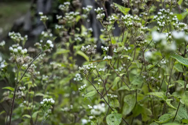 Bush 'taki Jack, Siyam Otu, Rouge Bitkisi ve Noel Çalılığı olarak bilinir. Bu, aromatik yaprakları olan hızlı büyüyen bir çalı ve soluk mor ile mavi arasında ejderha sineği olan bir çiçek.