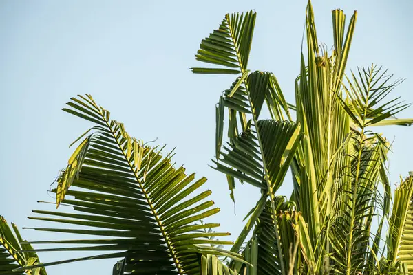 Hindistan cevizi yaprağı Cocos nucifera, hindistan cevizi palmiyesinin uzun, tüylü ve kavisli bir özelliğidir. Pürüzsüz ve esnek ama sağlam