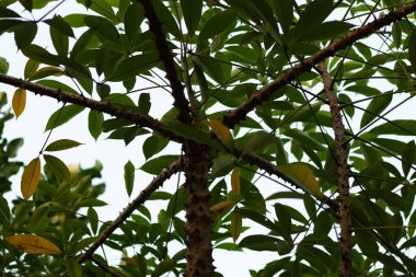 Beyaz İpek Pamuk Ağacı Ceiba pentandra genellikle Kapok ağacı olarak bilinir, yumuşak lifleriyle hızla büyüyen bir tropikal devdir.