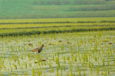 Balıkçıllar yavaş yavaş bir ayağı kaldırır, sonra da küçük bir balığı yakalarken saldırırlar. Bir çeltik tarlası, pirincin yetiştiği, su dolu bir düzlüktür.