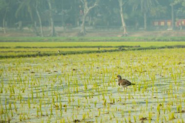 Çeltik tarlası, pirincin yetiştiği, yeşil sıraların yetiştiği, su dolu düz bir alandır. Hava genellikle nemlidir ve sesler, böcekler ve kuşlarla canlıdır.