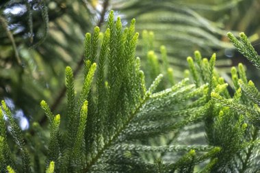 Araucaria columnaris, Cook pine, Coral resifi. Yeni Kaledonya 'ya özgü, şu anda tropikal ve subtropikal kıyı bölgelerinde yetişmiş durumda.