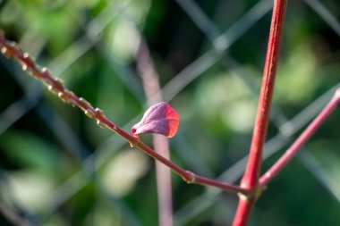 Şeytani At Kırbacı Achyranthes aspera güçlü ve hızlı büyüyen bir attır. Sert sapları, dikenli çiçekleri ve geleneksel tıbbi kullanımıyla tanınır.