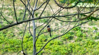 Uzun kuyruklu Shrike Lanius schach, cesur görünüşü ve yırtıcı davranışlarıyla bilinen orta büyüklükte, çarpıcı bir kuş türüdür.