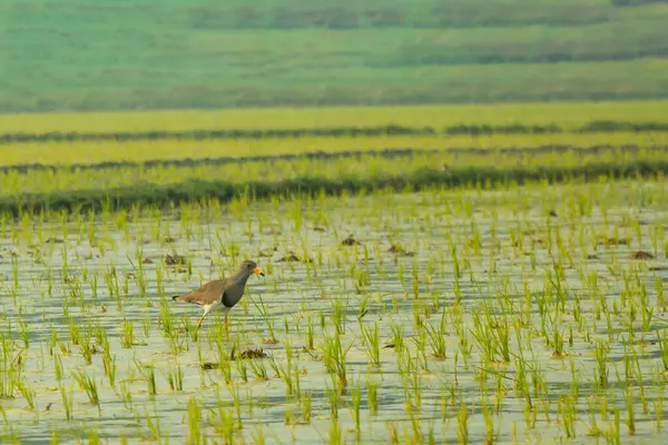 Balıkçıllar yavaş yavaş bir ayağı kaldırır, sonra da küçük bir balığı yakalarken saldırırlar. Bir çeltik tarlası, pirincin yetiştiği, su dolu bir düzlüktür.
