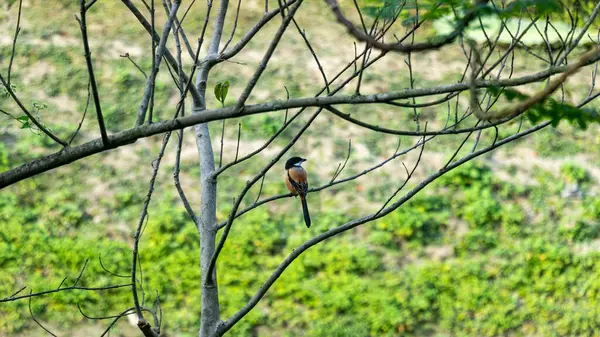 Uzun kuyruklu Shrike Lanius schach, cesur görünüşü ve yırtıcı davranışlarıyla bilinen orta büyüklükte, çarpıcı bir kuş türüdür.