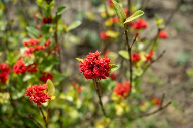 Flaming Glorybower Clerodendrum splendens, canlı, kırmızı çiçeğiyle bilinen göz alıcı, yeşil ya da yarı yeşil bir tırmanma çalısıdır.