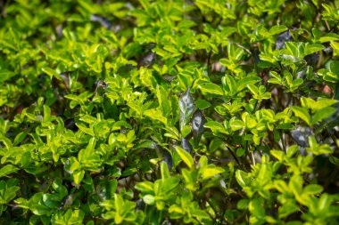 Euonymus japonicus, Japonya 'da, Kore' de ve Çin 'de yetişen dayanıklı ve çok yönlü bir çalı türü.