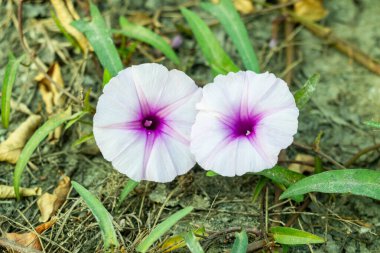 Ipomoea carnea, ya da Bush Morning Glory, pembe tropik çiçekleri ve kalp şeklinde yaprakları olan hızlı büyüyen tropikal bir çalılıktır. Sıcak bölgelerde gelişir ve sindirilirse zehirli olabilir.