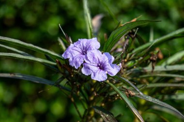 Ruellia tuberosa, genellikle Minnie Root veya Popping Pod olarak da bilinir, ince yeşil yapraklar ve canlı mor, trompet şeklinde çiçeklerle birlikte hızlı büyüyen bir bitkidir.