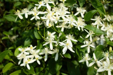 Tatlı Autumn Clematis terniflora, küçük, güzel kokulu çiçek kümeleriyle bilinen yaprak döken sarmaşık. Bol, yıldız şeklinde beyaz çiçekler.