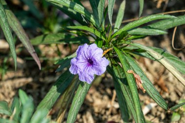 Ruellia tuberosa, tropik çiçekleri olan tropikal bir bitkidir. Hızlı büyür ve sıcak, açık alanlarda gelişir.