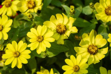 Sarı zinya canlı, göz alıcı bir çiçektir. Parlak, neşeli rengiyle ve papatya şekliyle bilinir. Bahçelerde, buketlerde ve tozlayıcı yaşam alanlarında popülerdir.