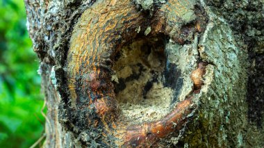 Yakındaki bir ağaç gövdesinde büyük, oyuk bir oyuk var. Etrafını kahverengi, gri ve turuncu kabuklar sarar. İçeride, ahşap çürümüş ve tozlu görünüyor. Kalın kenarları yavaş iyileşme belirtileri gösteriyor.