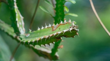 Ejderha ağacı, yavaş büyüyen yeşil bir ağaç. Kalın gri gövdesi ve şemsiyesi var. Dalları mavimsi yeşil, kılıç şeklinde yapraklarla kaplı.