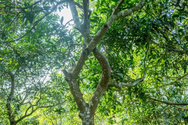 Mango ağaçları geniş ve uzun yükselir, kalın gövdeleri koyu yeşil yapraklardan oluşan kubbeleri destekler. Mevsiminde, altın ve kızaran kırmızı meyveler ağır kümelerde asılı