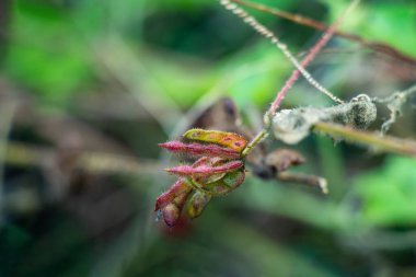 Mimosa Pudica 'sının olgunlaşmamış, dikenli tohum kapsülleri bana dokunmasın dikenli bir gövde boyunca bitkiye değmesin, yumuşak, bulanık yeşil bir arka plan üzerine kurulmuş.