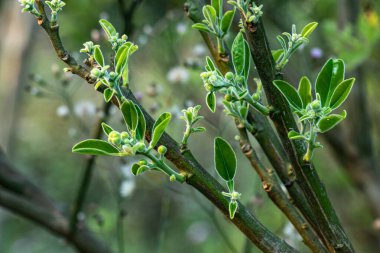 Jumbura çiçeği eşsiz şekli ve canlı renkleriyle bilinen, güzel kokulu, tropikal bir çiçektir. Eşsiz bir şekil ve canlı renkler, yumuşak beyazlardan koyu morlara