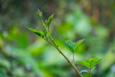 Böğürtlen ağacı ya da Morus nigra, besin değeri yüksek meyveleri ve gölgesi ile Batı Asya 'nın yerlisidir.