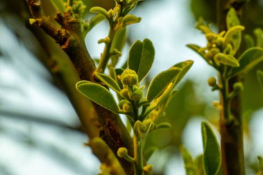 Tropikal bölgelere özgü olan Jumbura çiçeği, narin beyazlardan zengin morlara kadar uzanan hoş kokusu, eşsiz biçimi ve canlı renkleriyle göze çarpar.