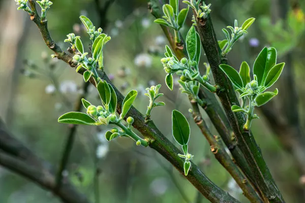 Jumbura çiçeği eşsiz şekli ve canlı renkleriyle bilinen, güzel kokulu, tropikal bir çiçektir. Eşsiz bir şekil ve canlı renkler, yumuşak beyazlardan koyu morlara