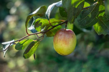 Erik, şeftali, kiraz ve kayısı içeren, Prunus cinsine ait tatlı ve sulu bir meyve türüdür. İnanılmaz çeşitlidirler. Boyutları farklıdır.