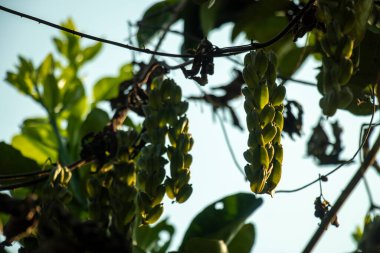 Brezilya 'dan tırmanan bir yer elması türü olan Dioscorea sincorensis, kendine özgü yıldız şekilli kozalarıyla karakterize edilir. Dioscoreaceae ailesinin bu üyesi