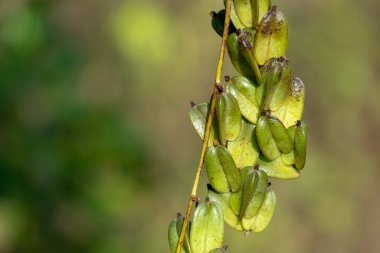 Dioscorea sincorensis, Brezilya 'ya özgü yıldız şekilli bir yer elmasıdır. Kuru tropikal bölgelerde yetişir ve Dioscoreaceae ailesine aittir.