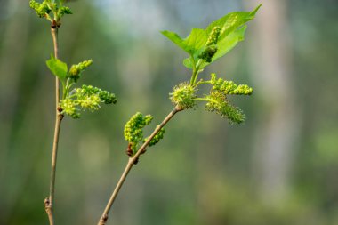 İlkbaharın başlarında, Mulberry ya da Morus dalları yaprakların arasına yerleştirilmiş küçük, yeşil, olgunlaşmamış böğürtlen kümelerini sergiler. Taze, ince damarlar yeni bir büyümenin başlangıcı.