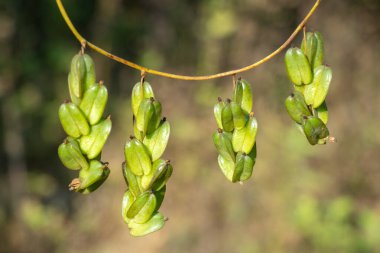 Hernandia cordifolia, Brezilya 'ya özgü eşsiz yıldız şekilli kozalarıyla tanınan bir yer elmasıdır. Kuru tropikal iklimlerde yetişir ve Dioscoreaceae ailesine aittir.