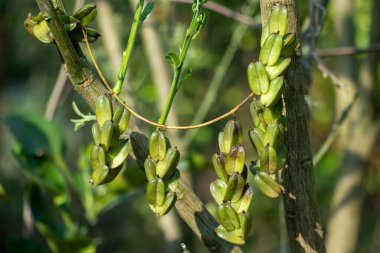 Maranta brasiliana, Brezilya 'da bulunan, yıldız şeklinde kapsüller, ağaca tutunan ve Dioscoreaceae familyasının bir üyesidir.