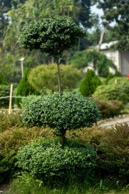 Titizlikle budanmış, çok katmanlı bir mantara benzeyen bir budanmış ağaç. Yoğun, koyu yeşil yaprakları ince bir gövde ile ayrılmış iki farklı yuvarlak katman oluşturur.