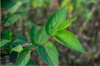 Close up of vibrant green, lance shaped Salvia leucantha Mexican Bush Sage leaves with serrated edges and visible veins, supported by a reddish brown stem