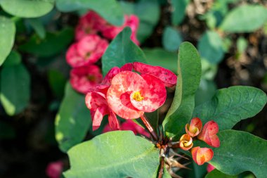 Dikenli taç. Kırmızımsı pembe dikenli taç kümesi Euphorbia milisi benekli yapraklar ve parlak sarı merkezlerle çiçek açar.