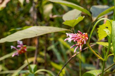 Delicate pink and white tubular flowers, likely Rauvolfia, emerge from a central stalk in a dense cluster some in bud pinkish-purple, others fully open white