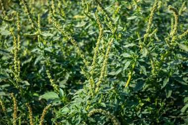 Domuzotu hızlı büyüyen, yeşil veya kırmızımsı sapları ve oval yaprakları olan dik bir bitkidir. Yoğun sivri uçlu küçük yeşil çiçekler üretir ve rahatsız topraklarda gelişir.